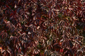 Wall of red leaves of wild grapes in autumn