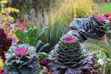 Colorful ornamental kales are the focal point of this fall garden scape in a Midwest garden...