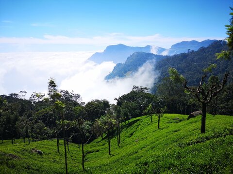 Coonoor mountain valley with clouds and tea estate, Tamilnadu ,India