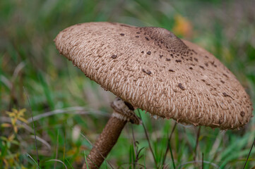 mushroom in the forest