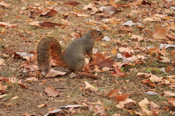 Squirrel among fallen leaves