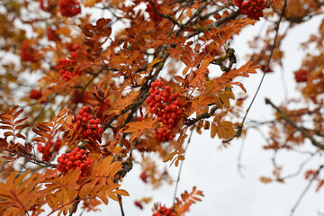 Red rowan berries on the rowan tree branches