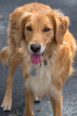 golden retriever dog