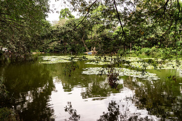 Green Sceneries of The Botanical Garden of Medellin in Antioquia, Colombia.