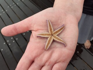 starfish in hands