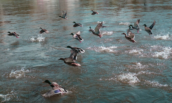 Flock of ducks fying. Autumn river. Blue water.