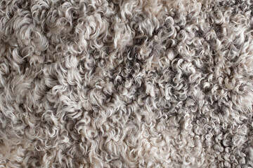 Close-up of texture of warm fur of sheep wool skin in a cozy home for decoration and interior design. Textile Abstract Background.