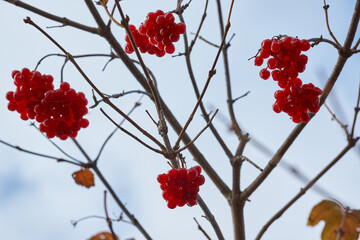 Autumn. Ripe and slightly wilted clusters of viburnum on the last fine autumn days in the garden of a country house.