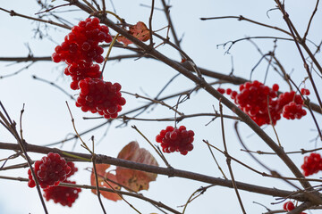 Autumn. Ripe and slightly wilted clusters of viburnum on the last fine autumn days in the garden of a country house.