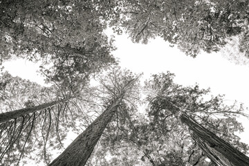 trees in the park