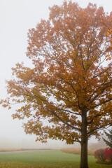 Fototapeta premium autumn tree in the park