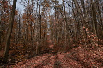 Autumn leafy path through the oak grove