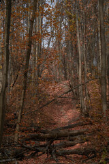 Autumn leafy path through the oak grove