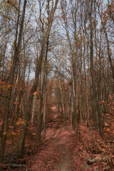 Autumn leafy path through the oak grove