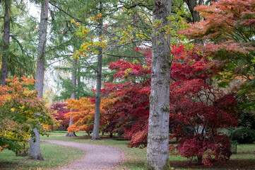 Acer and maple trees in a blaze of autumn colour, photographed at Westonbirt Arboretum, Gloucestershire, UK. The year 2020 is considered a good year for autumn colours due to weather conditions.