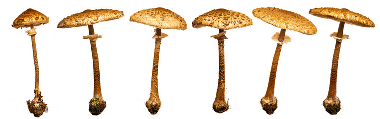 parasol mushroom on a white background (Macrolepiota procera, Lepiota procera) © Vera Kuttelvaserova