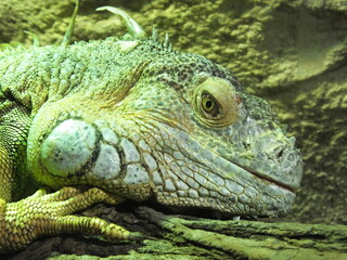 iguane