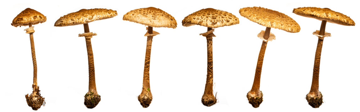 parasol mushroom on a white background (Macrolepiota procera, Lepiota procera)