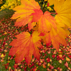 Acer maple trees in a blaze of autumn colour,  with fallen leaves on the ground, photographed at Westonbirt Arboretum, Gloucestershire, UK.