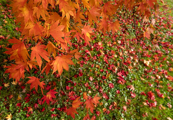 Acer maple trees in a blaze of autumn colour,  with fallen leaves on the ground, photographed at Westonbirt Arboretum, Gloucestershire, UK.