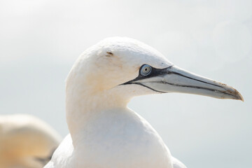 Portrait of pair of Northern Gannet, Sula bassana, Two birds love in soft light, animal love behaviour