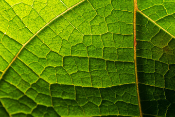 Macro of a green leaf