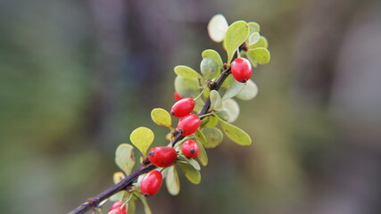 red berries on the bush