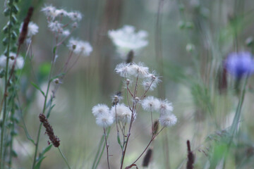 flowers in the meadow