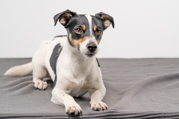 Young brown, black and white Jack Russell Terrier posing in a studio, full body, copy space