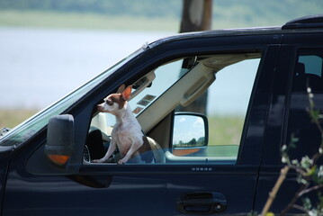 dog in a car