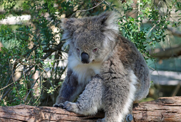 Koala waking up - Phillip Island, Victoria, Australia