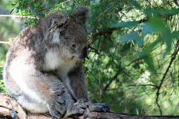 Koala in green - Phillip Island, Victoria, Australia