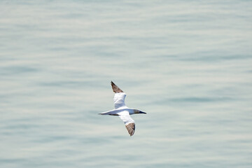 A single white and yellow gannet flies through the sky, blue, gray sea in background
