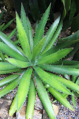 Fototapeta premium Aloe Plant