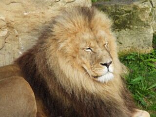 lion