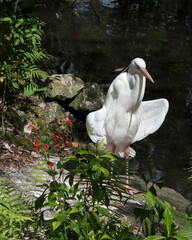 White Heron Stock Photos. Close-up profile view standing on rock displaying white fluffy feathers plumage by the water with a foliage and wildflowers background in its environment and habitat. Image. 