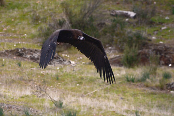 Cinereous Vulture (Aegypius monachus) in Sierra Morena (Spain)