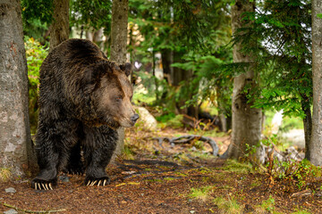 A male grizzly bear (Ursus arctos horribilis) in the woods © Ferenc