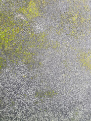 Close up texture of asphalt covered with green moss in rainy day.