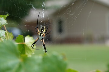 Spider in the garden