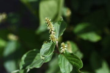Achyranthes bidentata / Amaranthaceae prennial grass.