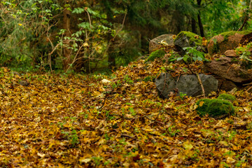 autumn leaves on the ground