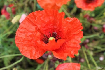 Red poppy flower with crumpled petals

