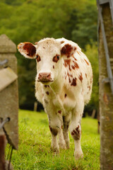 Animal ferme vache 467