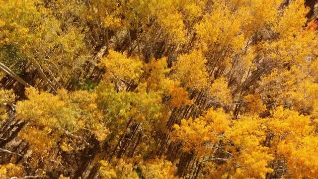 Yellow autumn aspen tree leaves