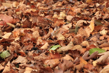 Fallen leaves lie on the ground