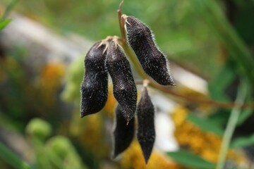 A plant with black pods growing in a meadow

