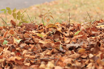 Fallen leaves lie on the ground