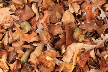 Fallen leaves lie on the ground