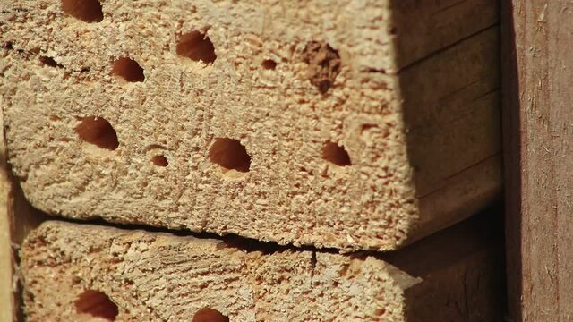A wild bee flies to the prepared hole in the wooden beam of an insect hotel. It prepares the oviposition.